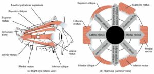 Schéma de l'oeil et des 6 muscles qui le compose.